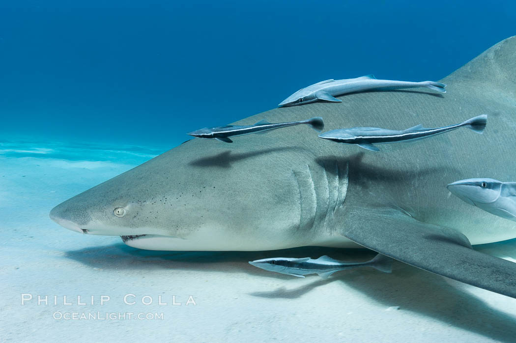 Lemon shark with live sharksuckers, Negaprion brevirostris, Echeneis naucrates