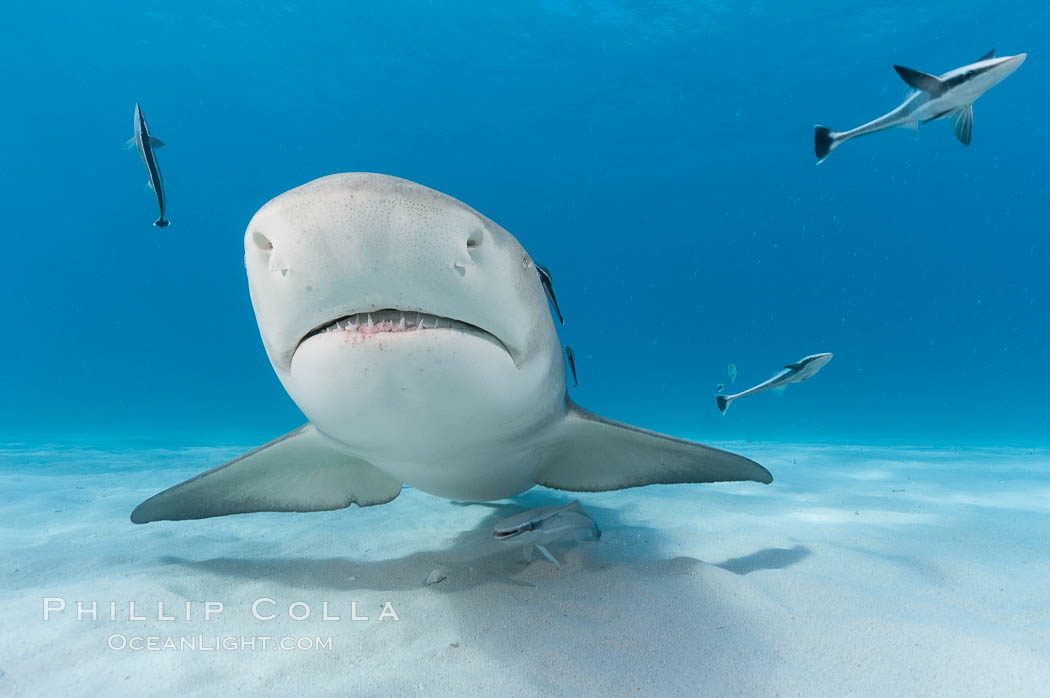 Lemon shark with live sharksuckers, Negaprion brevirostris, Echeneis naucrates