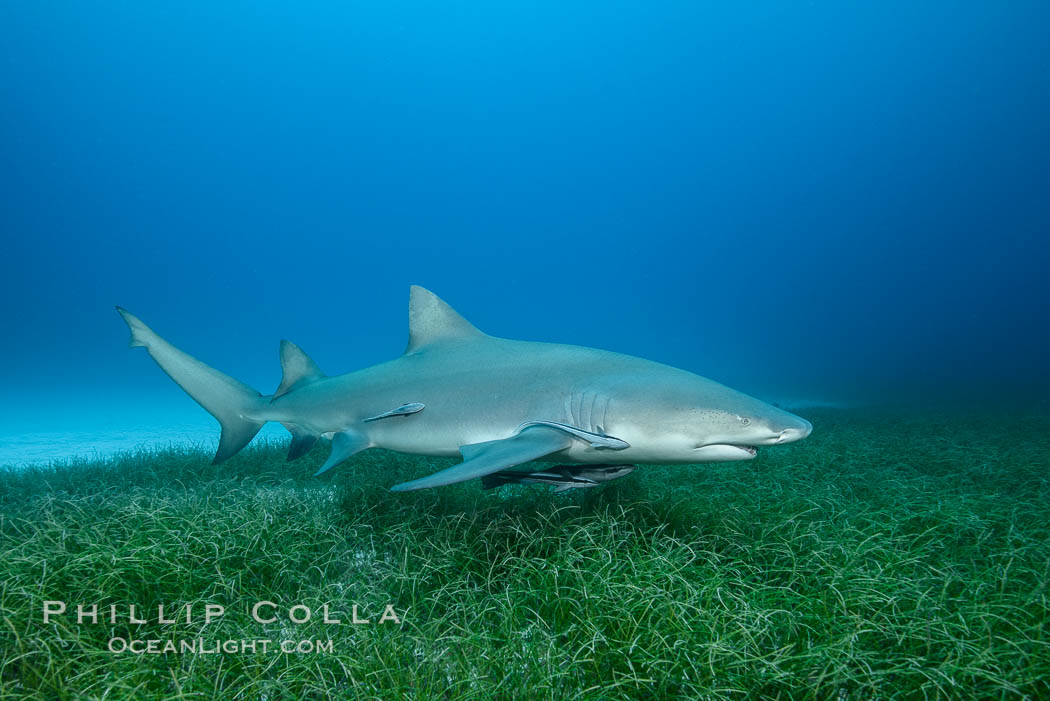 Lemon shark. Bahamas, Negaprion brevirostris, natural history stock photograph, photo id 32024