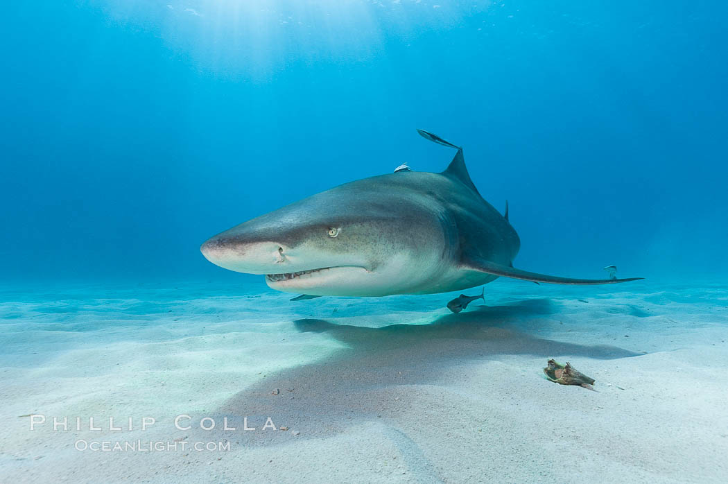 Lemon shark. Bahamas, Negaprion brevirostris, natural history stock photograph, photo id 10755