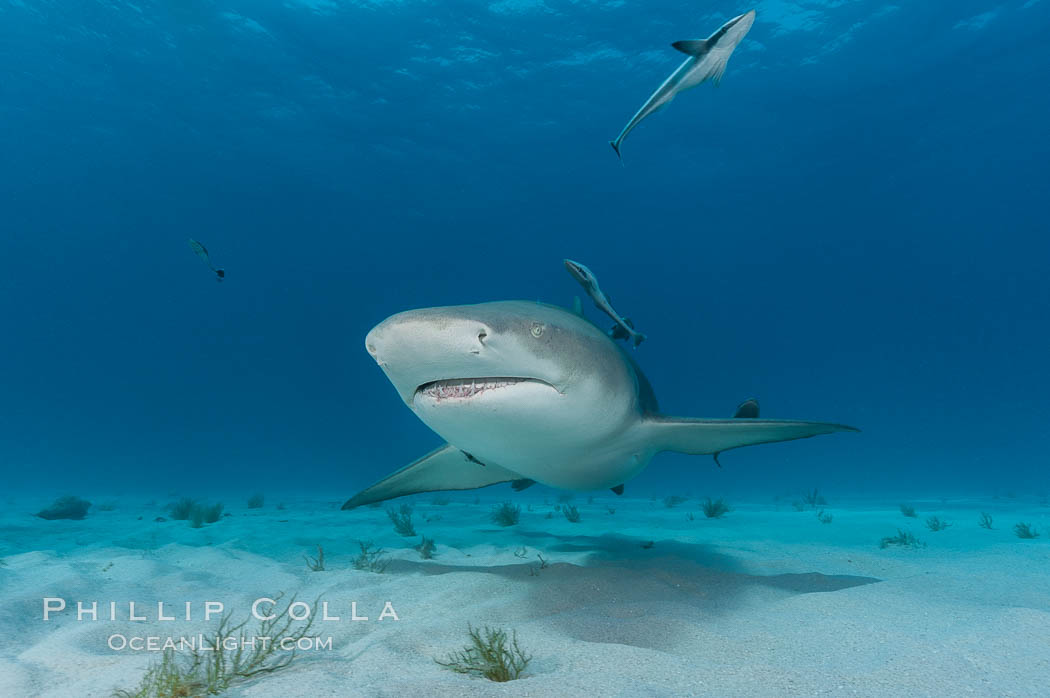 Lemon shark with live sharksuckers. Bahamas, Echeneis naucrates, Negaprion brevirostris, natural history stock photograph, photo id 10759