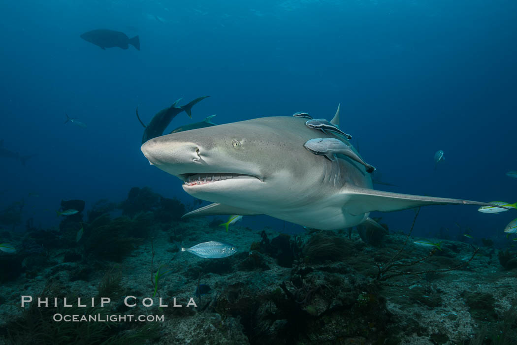 Lemon shark. Bahamas, Negaprion brevirostris, natural history stock photograph, photo id 32015