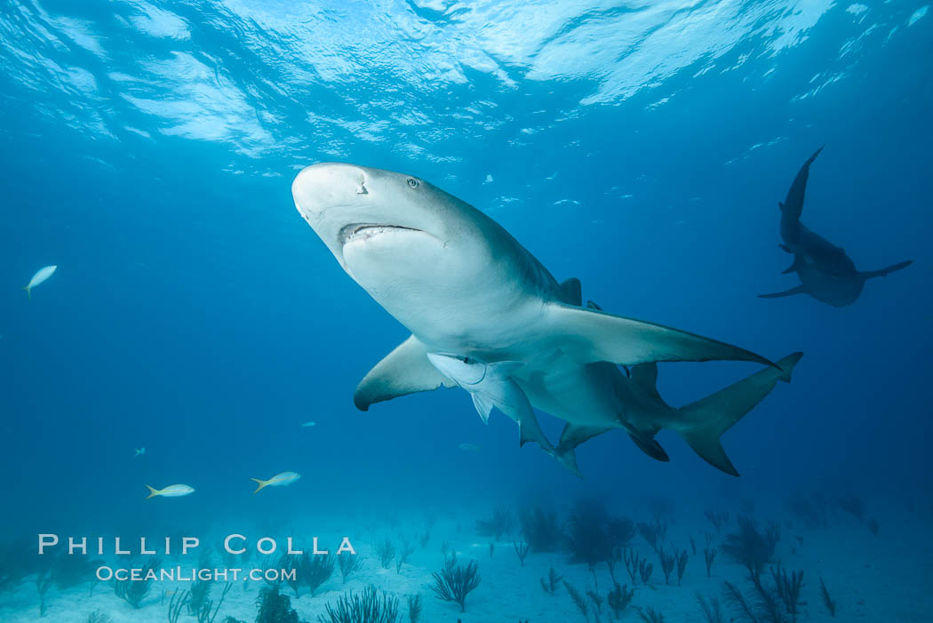 Lemon shark. Bahamas, Negaprion brevirostris, natural history stock photograph, photo id 32019