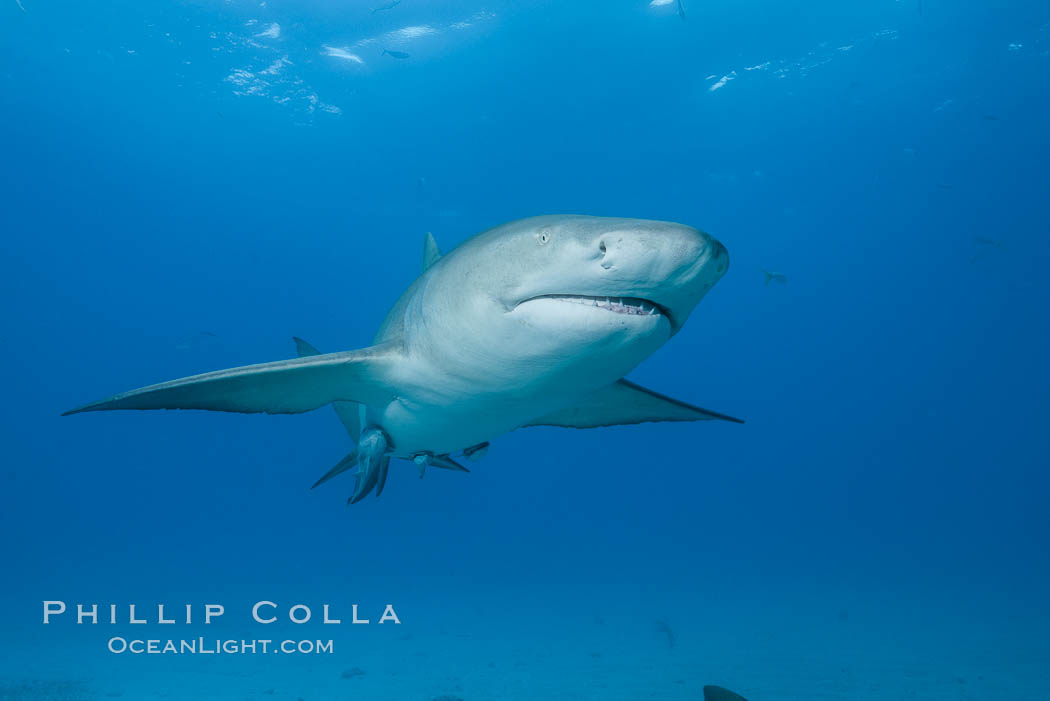 Lemon shark. Bahamas, Negaprion brevirostris, natural history stock photograph, photo id 32027