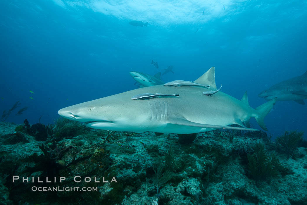 Lemon shark. Bahamas, Negaprion brevirostris, natural history stock photograph, photo id 32031