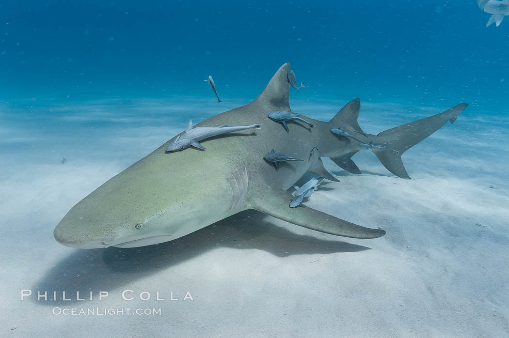 Lemon shark with live sharksuckers, Negaprion brevirostris, Echeneis naucrates