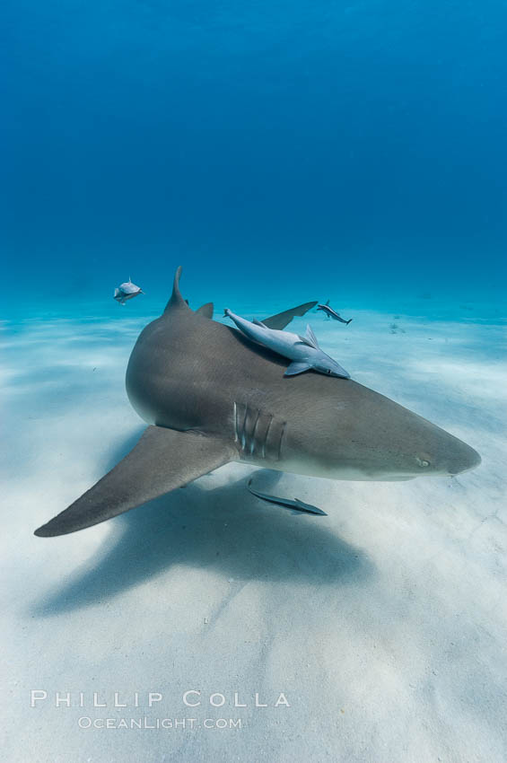 Lemon shark with live sharksuckers, Negaprion brevirostris, Echeneis naucrates