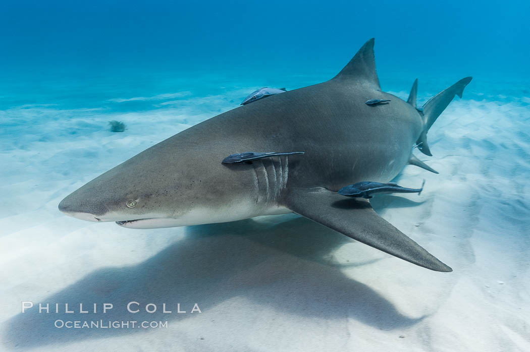 Lemon shark with live sharksuckers. Bahamas, Echeneis naucrates, Negaprion brevirostris, natural history stock photograph, photo id 10761