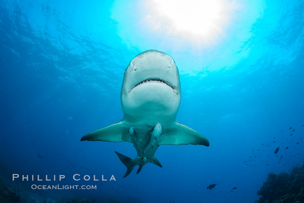 Lemon shark. Bahamas, Negaprion brevirostris, natural history stock photograph, photo id 32021