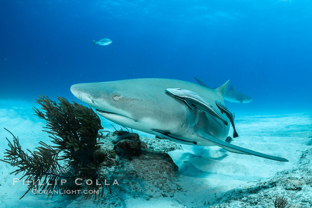 Lemon shark. Bahamas, Negaprion brevirostris, natural history stock photograph, photo id 32029
