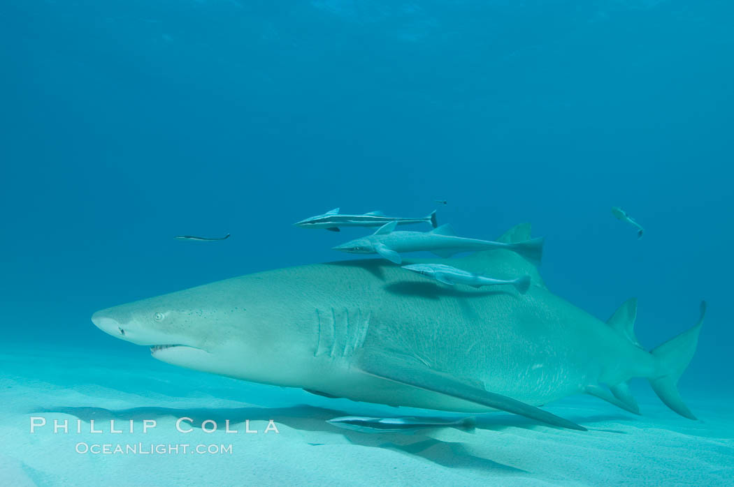 Lemon shark with live sharksuckers. Bahamas, Echeneis naucrates, Negaprion brevirostris, natural history stock photograph, photo id 10798