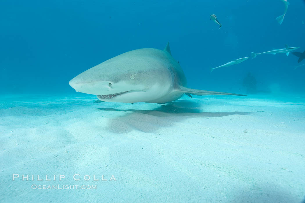 Lemon shark. Bahamas, Negaprion brevirostris, natural history stock photograph, photo id 10802