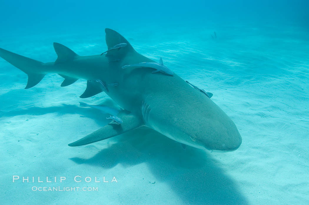 Lemon shark. Bahamas, Negaprion brevirostris, natural history stock photograph, photo id 10810