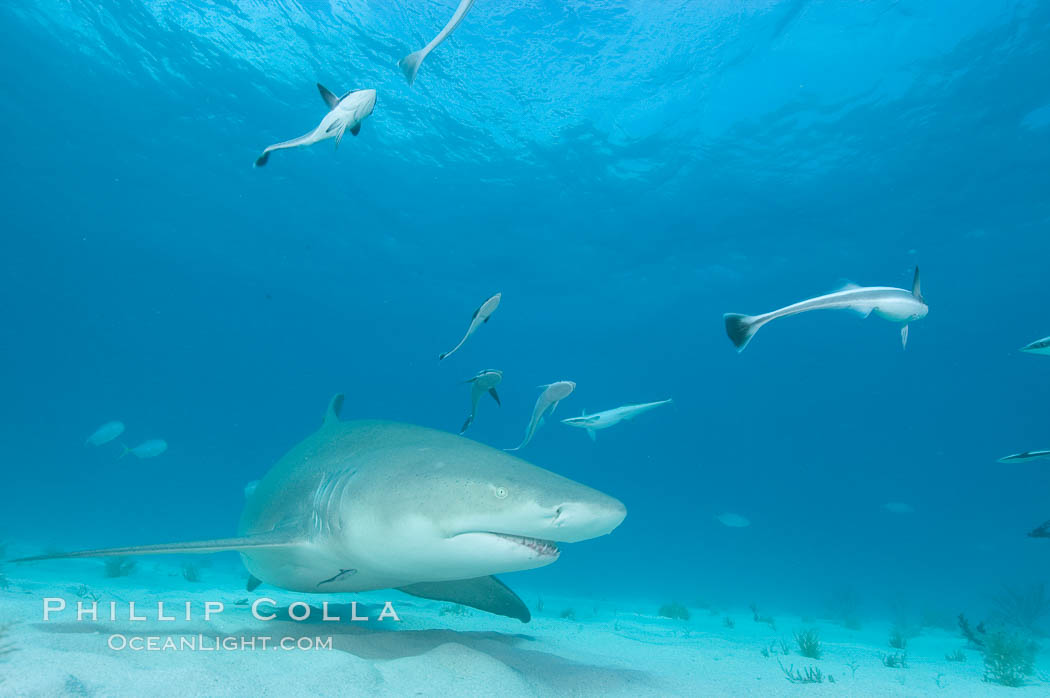 Lemon shark with live sharksuckers. Bahamas, Echeneis naucrates, Negaprion brevirostris, natural history stock photograph, photo id 10792