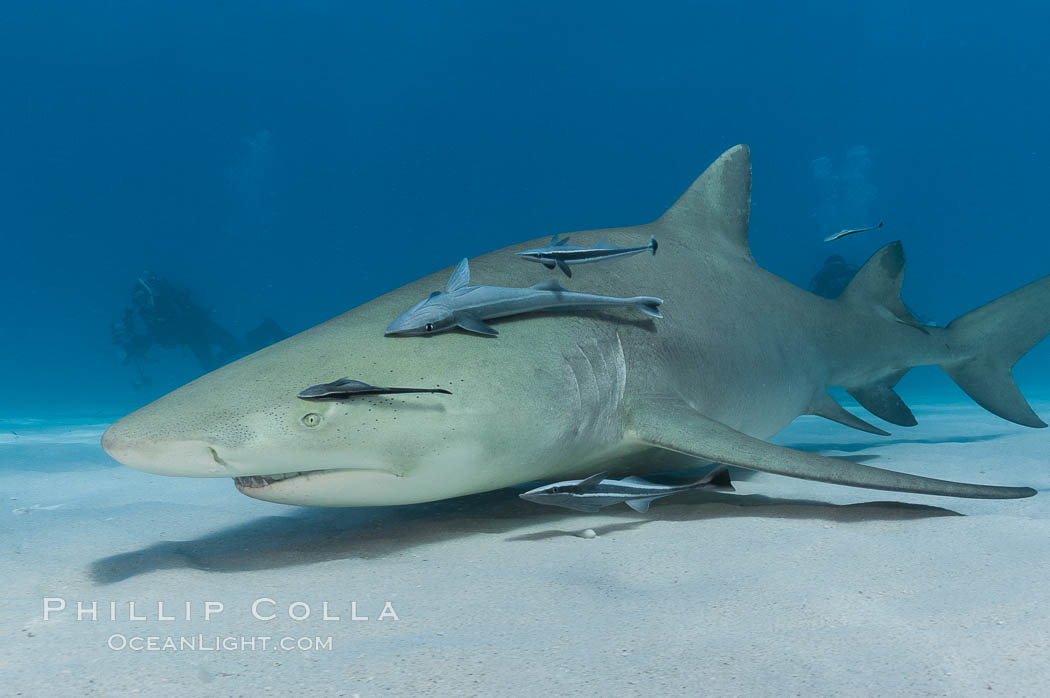Lemon shark with live sharksuckers. Bahamas, Echeneis naucrates, Negaprion brevirostris, natural history stock photograph, photo id 10808