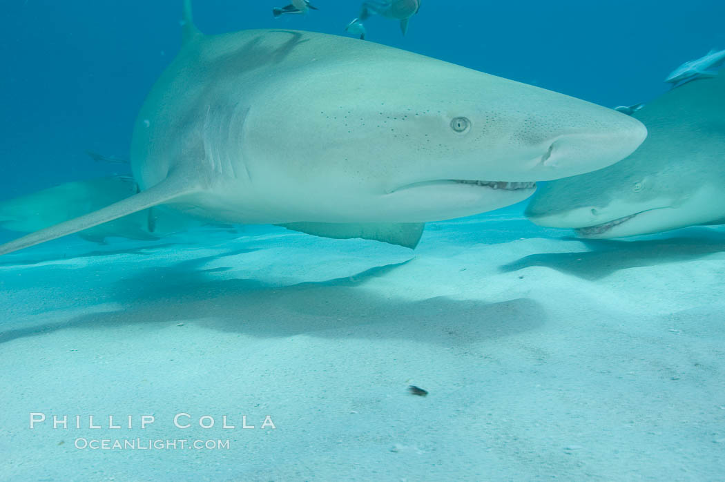 Lemon shark. Bahamas, Negaprion brevirostris, natural history stock photograph, photo id 10812