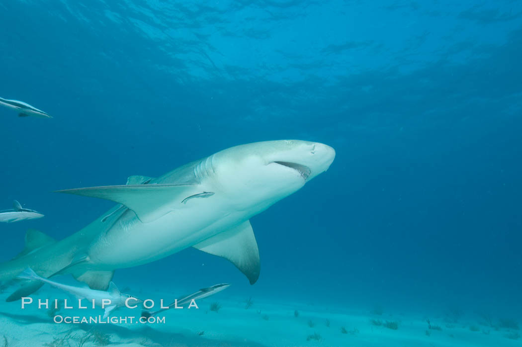 Lemon shark with live sharksuckers. Bahamas, Echeneis naucrates, Negaprion brevirostris, natural history stock photograph, photo id 10791