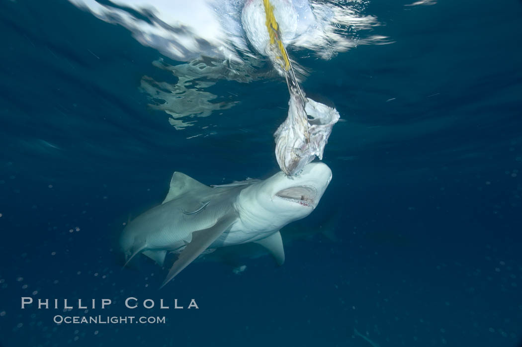 Lemon shark prepares to chomp a piece of bait, photographed with a polecam (camera on a stick triggered from above water, used by photographers who are too afraid to get in the water). Bahamas, Negaprion brevirostris, natural history stock photograph, photo id 10795