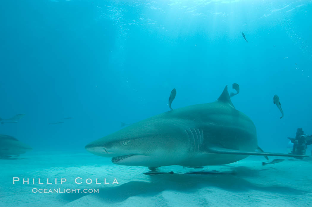 Lemon shark. Bahamas, Negaprion brevirostris, natural history stock photograph, photo id 10799
