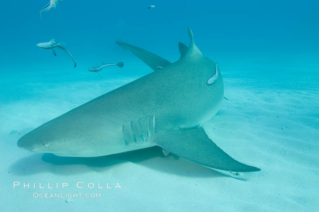 Lemon shark. Bahamas, Negaprion brevirostris, natural history stock photograph, photo id 10803