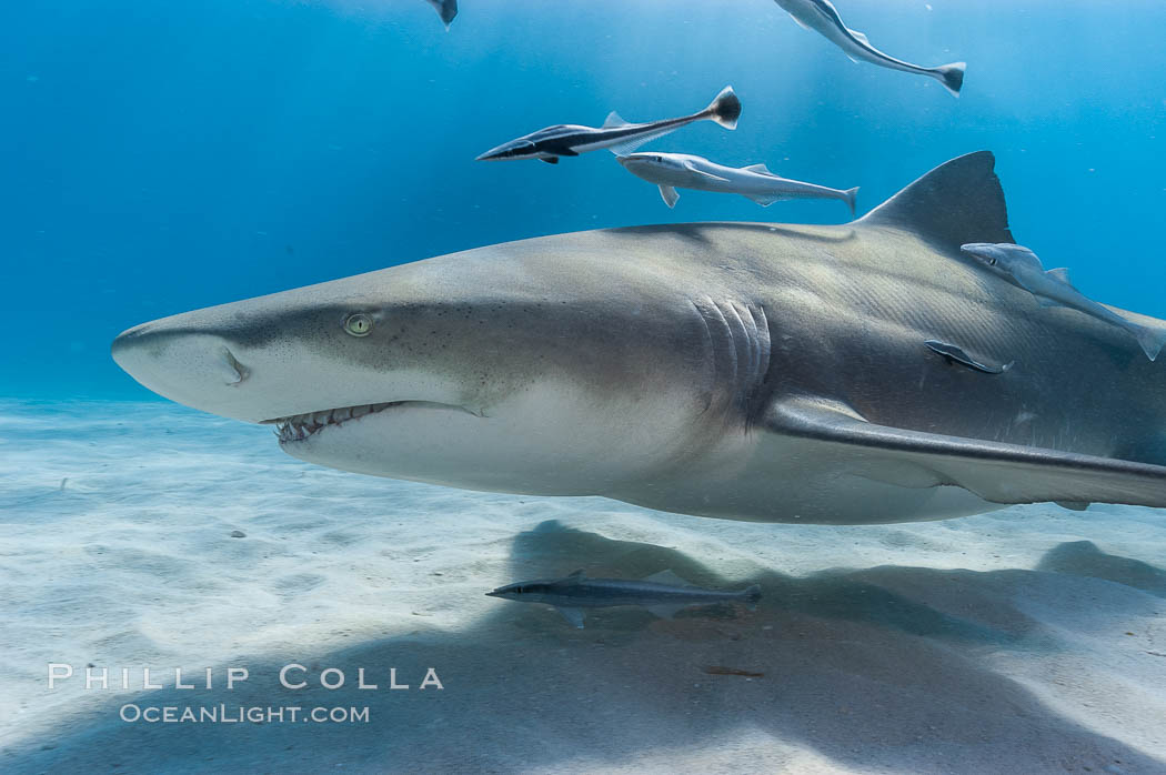 Lemon shark with live sharksuckers. Bahamas, Echeneis naucrates, Negaprion brevirostris, natural history stock photograph, photo id 10789