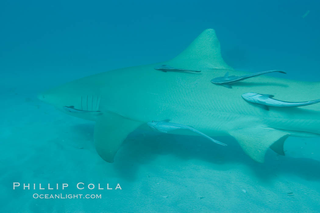 Lemon shark with live sharksuckers. Bahamas, Echeneis naucrates, Negaprion brevirostris, natural history stock photograph, photo id 10797