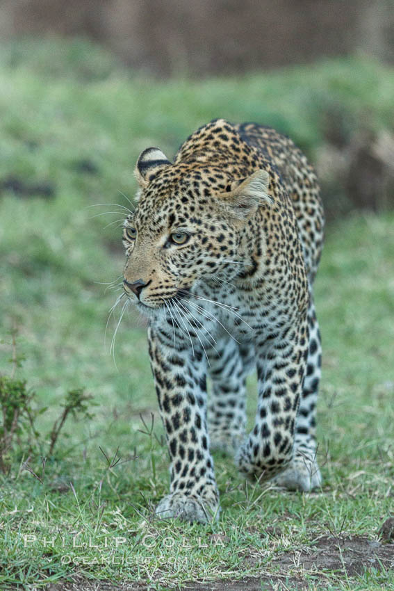 Leopard, Olare Orok Conservancy, Kenya., Panthera pardus, natural history stock photograph, photo id 30034