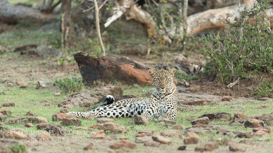 Leopard, Olare Orok Conservancy, Kenya., Panthera pardus, natural history stock photograph, photo id 30078