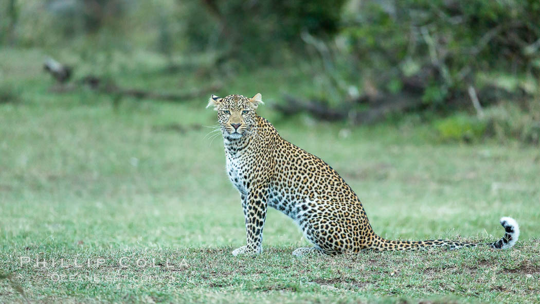Leopard, Olare Orok Conservancy, Kenya., Panthera pardus, natural history stock photograph, photo id 30036