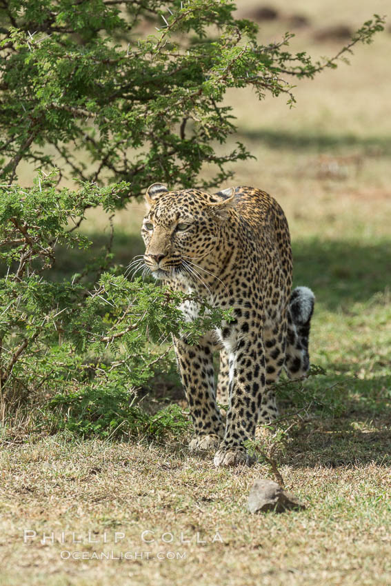 Leopard, Olare Orok Conservancy, Kenya., Panthera pardus, natural history stock photograph, photo id 30056