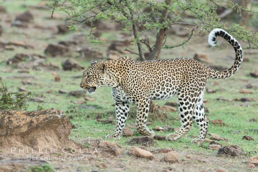 Leopard, Olare Orok Conservancy, Kenya., Panthera pardus, natural history stock photograph, photo id 30084