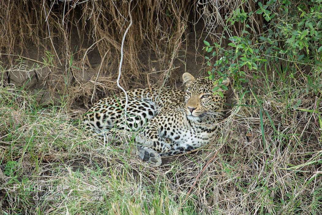 Leopard, Olare Orok Conservancy, Kenya., Panthera pardus, natural history stock photograph, photo id 30023