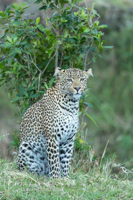 Leopard, Olare Orok Conservancy, Kenya., Panthera pardus, natural history stock photograph, photo id 30031