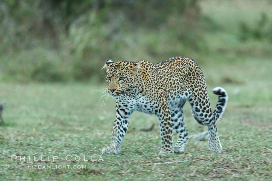 Leopard, Olare Orok Conservancy, Kenya., Panthera pardus, natural history stock photograph, photo id 30039