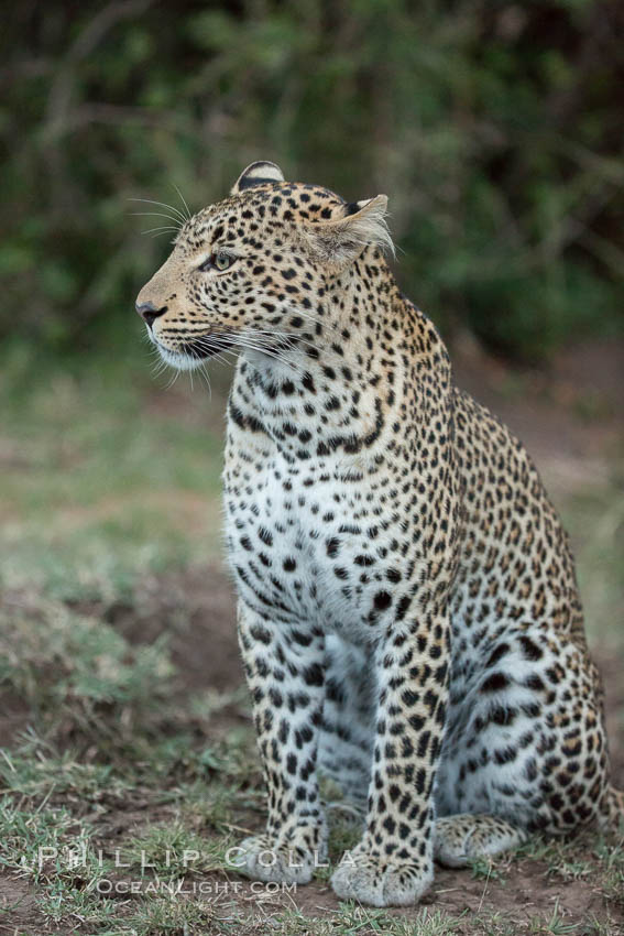 Leopard, Olare Orok Conservancy, Kenya., Panthera pardus, natural history stock photograph, photo id 30043