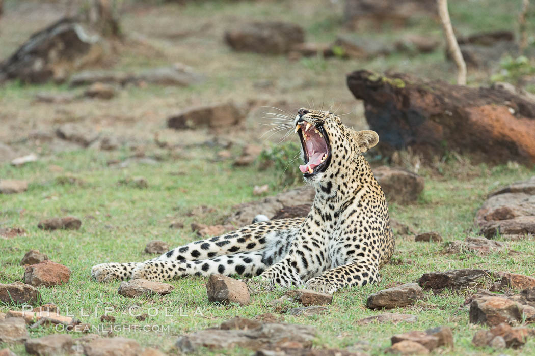 Leopard, Olare Orok Conservancy, Kenya., Panthera pardus, natural history stock photograph, photo id 30079