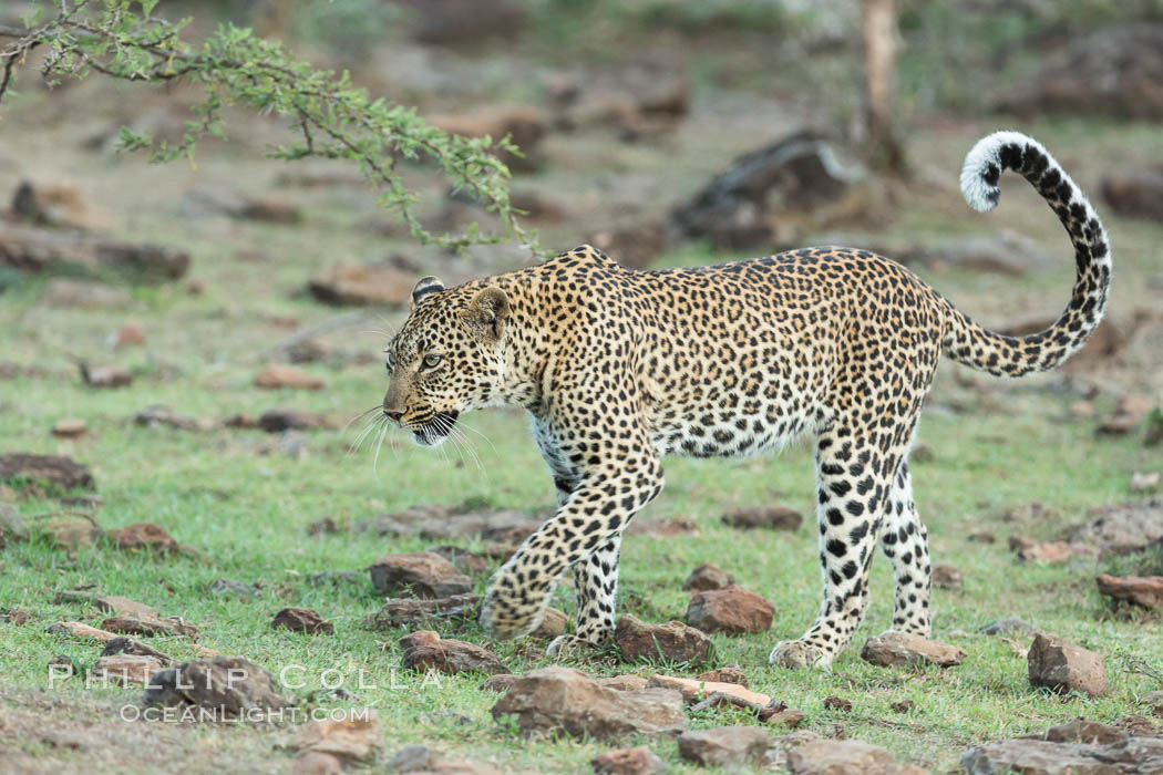 Leopard, Olare Orok Conservancy, Kenya., Panthera pardus, natural history stock photograph, photo id 30083