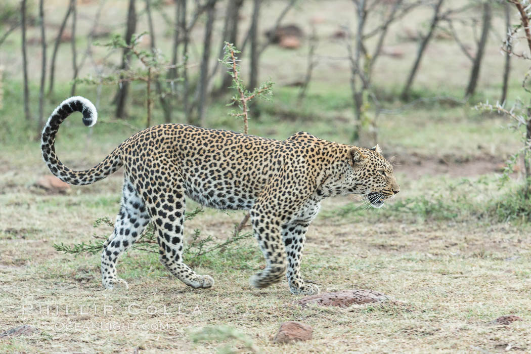 Leopard, Olare Orok Conservancy, Kenya., Panthera pardus, natural history stock photograph, photo id 30087