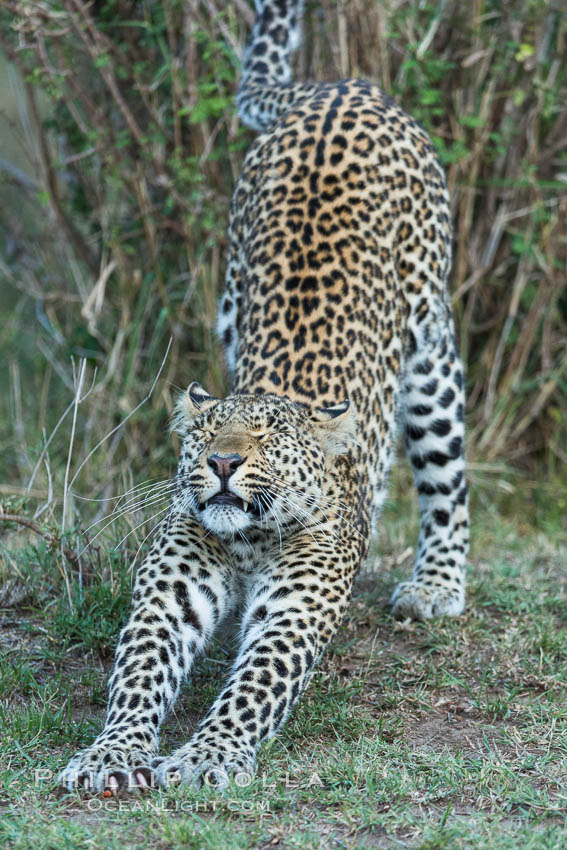 Leopard, Olare Orok Conservancy, Kenya., Panthera pardus, natural history stock photograph, photo id 30029