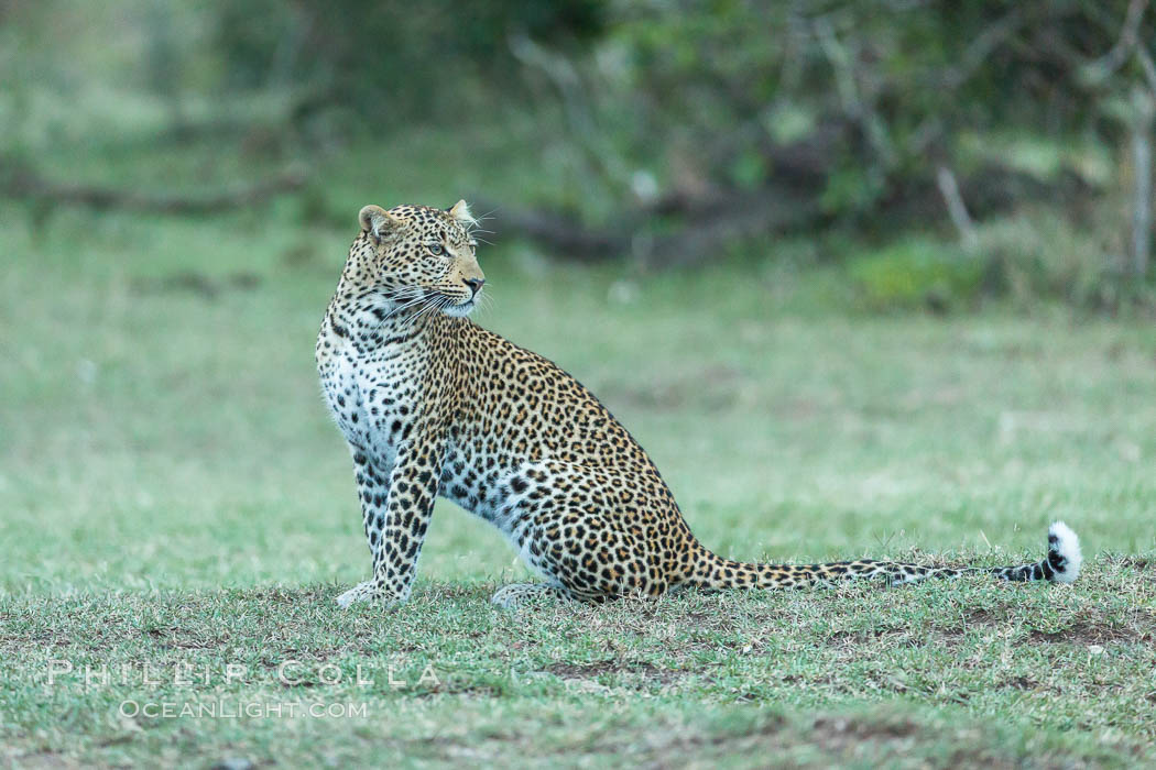 Leopard, Olare Orok Conservancy, Kenya., Panthera pardus, natural history stock photograph, photo id 30037