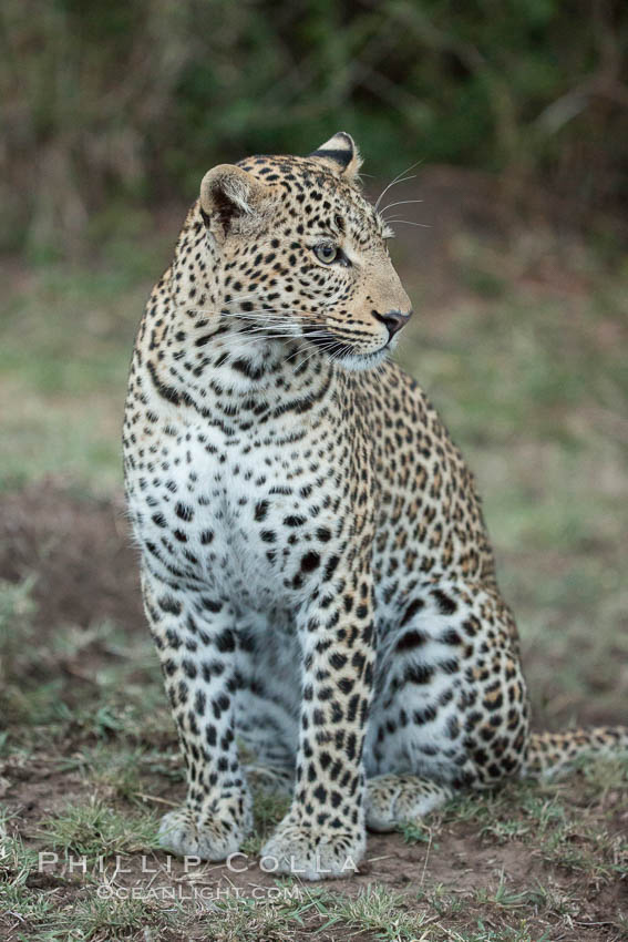 Leopard, Olare Orok Conservancy, Kenya., Panthera pardus, natural history stock photograph, photo id 30041