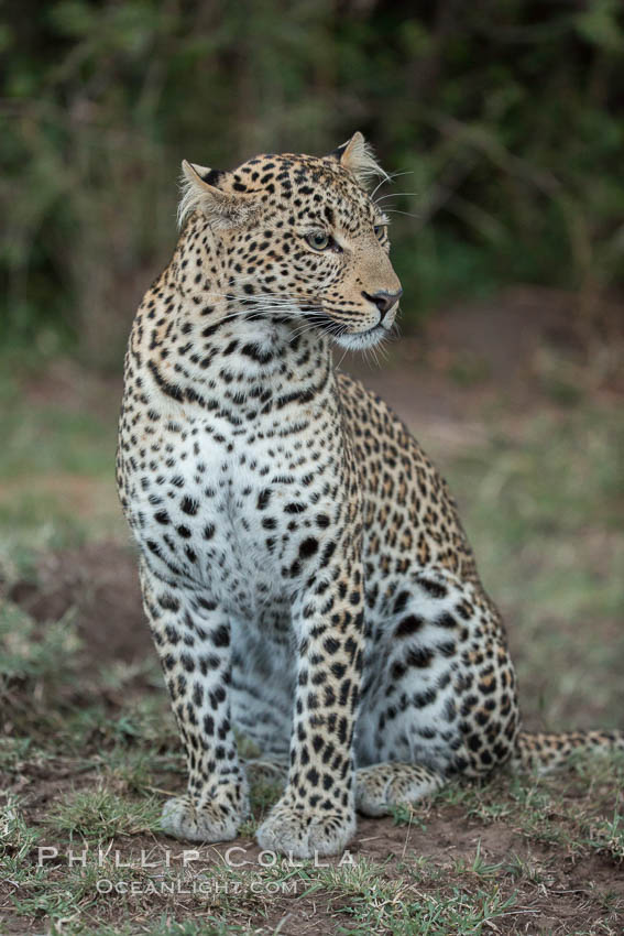 Leopard, Olare Orok Conservancy, Kenya., Panthera pardus, natural history stock photograph, photo id 30045