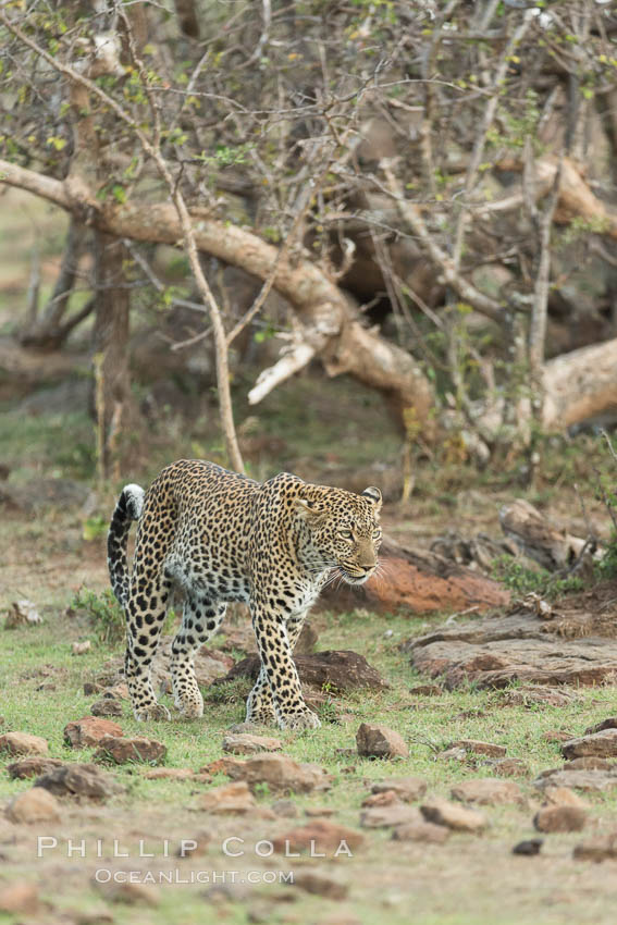 Leopard, Olare Orok Conservancy, Kenya., Panthera pardus, natural history stock photograph, photo id 30077