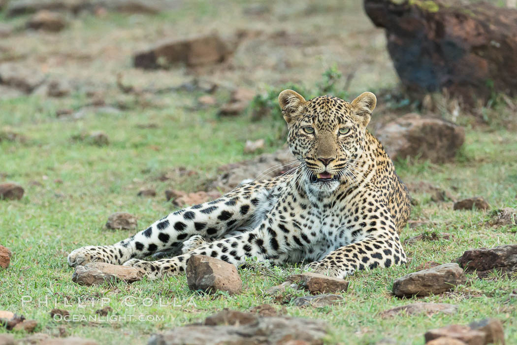 Leopard, Olare Orok Conservancy, Kenya, Panthera pardus