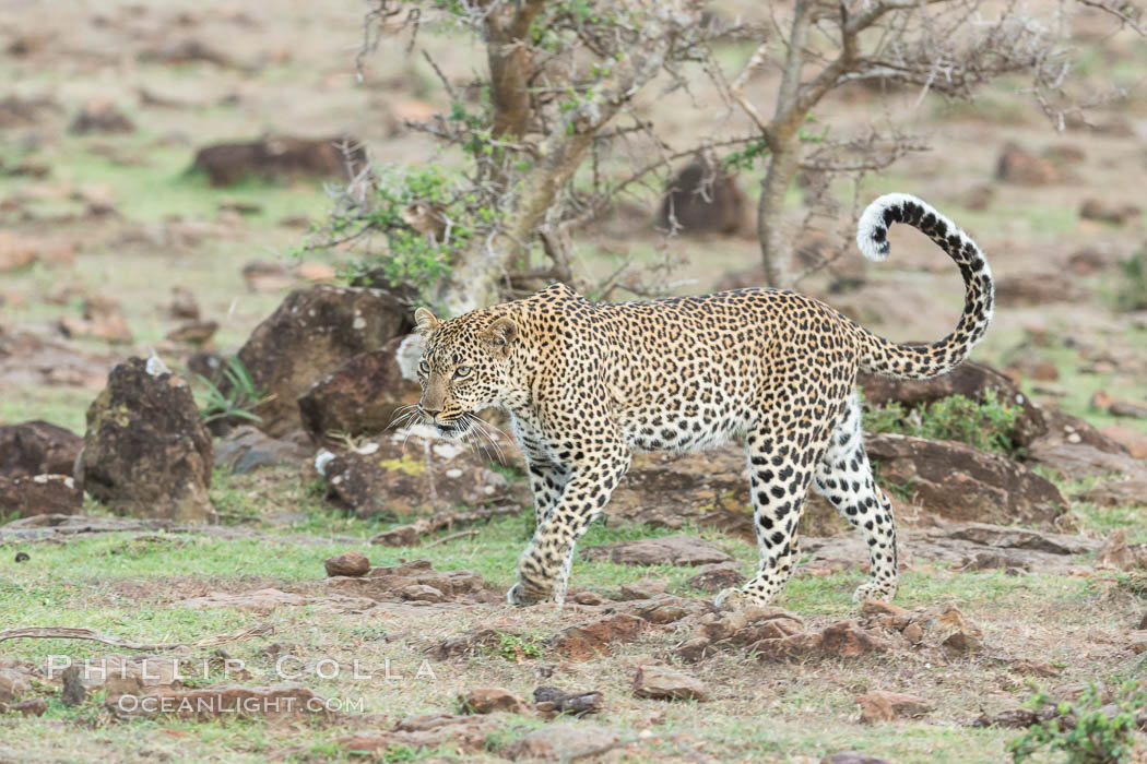 Leopard, Olare Orok Conservancy, Kenya., Panthera pardus, natural history stock photograph, photo id 30085