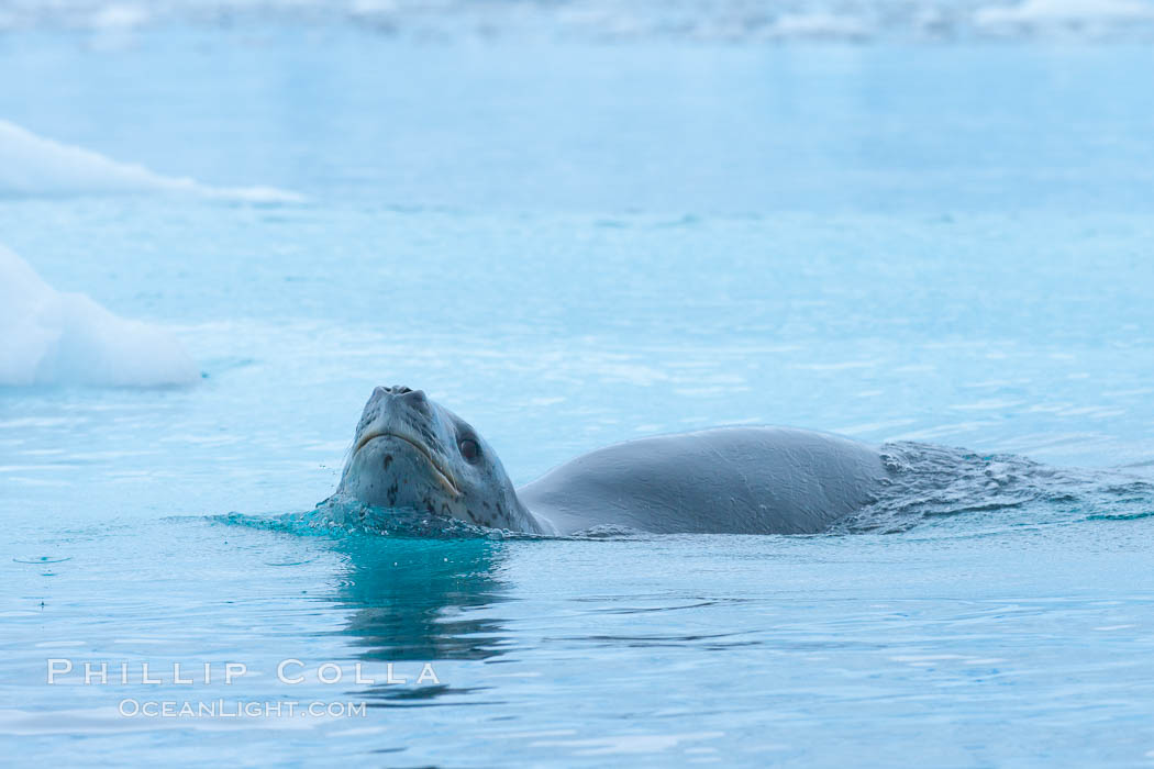 A leopard seal in Antarctica.  The leopard seal is a large predatory seal, up to 1300 lb and 11 ft in length, feeding on krill, squid, fish, various penguin species and other seabirds and occasionally, other pinnipeds, Hydrurga leptonyx, Cierva Cove