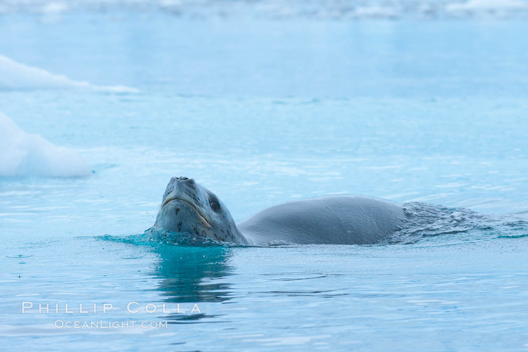 A leopard seal in Antarctica. The leopard seal is a large predatory seal, up to 1300 lb and 11 ft in length, feeding on krill, squid, fish, various penguin species and other seabirds and occasionally, other pinnipeds, Hydrurga leptonyx, Cierva Cove