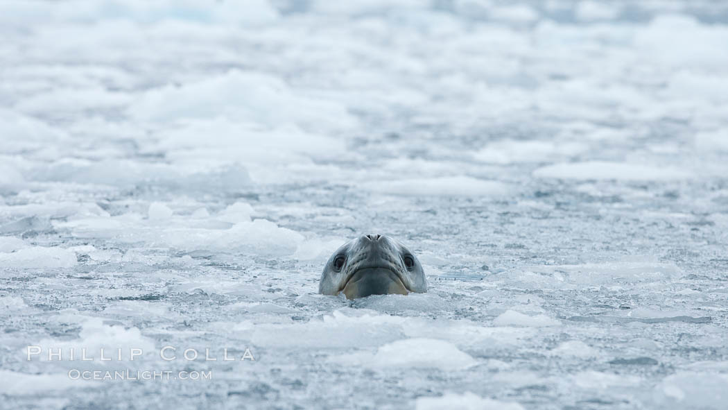 A leopard seal in Antarctica.  The leopard seal is a large predatory seal, up to 1300 lb and 11 ft in length, feeding on krill, squid, fish, various penguin species and other seabirds and occasionally, other pinnipeds. Cierva Cove, Antarctic Peninsula, Hydrurga leptonyx, natural history stock photograph, photo id 25524