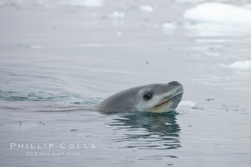 A leopard seal in Antarctica.  The leopard seal is a large predatory seal, up to 1300 lb and 11 ft in length, feeding on krill, squid, fish, various penguin species and other seabirds and occasionally, other pinnipeds. Cierva Cove, Antarctic Peninsula, Hydrurga leptonyx, natural history stock photograph, photo id 25523