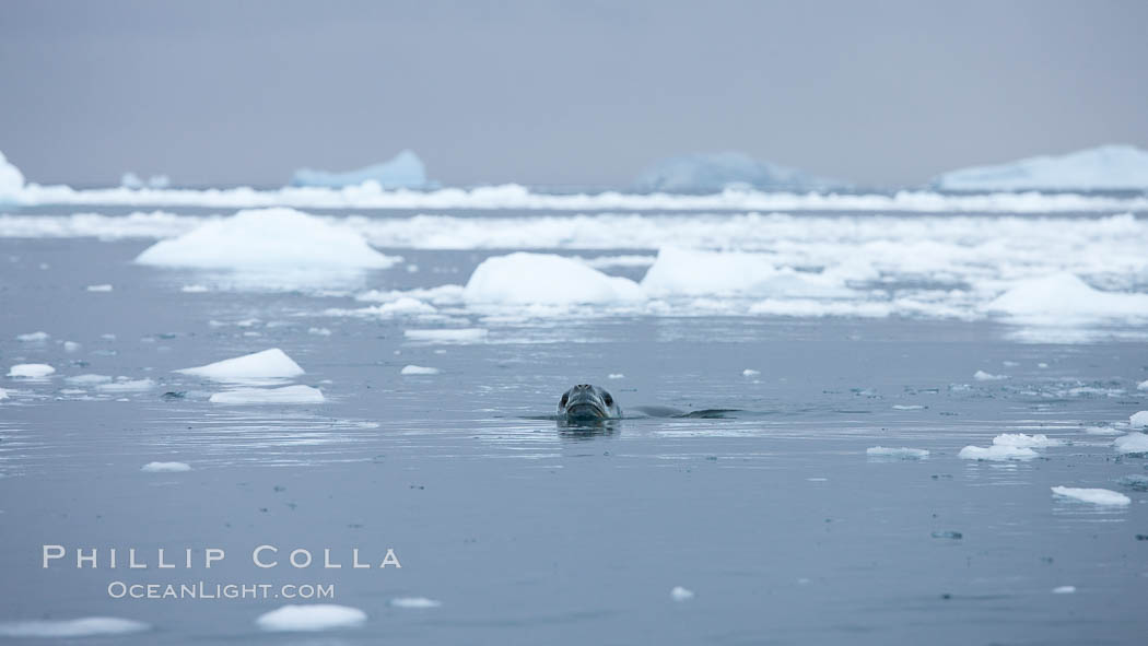 A leopard seal in Antarctica.  The leopard seal is a large predatory seal, up to 1300 lb and 11 ft in length, feeding on krill, squid, fish, various penguin species and other seabirds and occasionally, other pinnipeds. Cierva Cove, Antarctic Peninsula, Hydrurga leptonyx, natural history stock photograph, photo id 25575